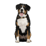 Tierkinesiologie bei einem Hund