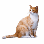Tierkinesiologie bei einer Katze bzw. einem Kater