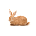 Tierkinesiologie bei einem Kaninchen