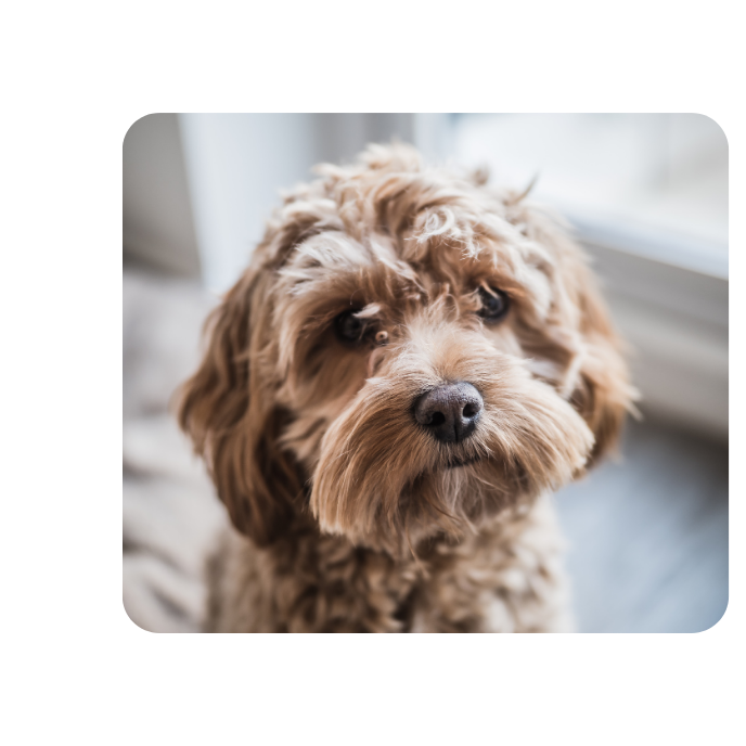 Tierkommunikation bei einem Hund