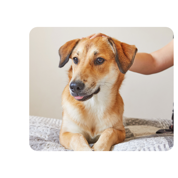 Tierkommunikation bei einem Hund