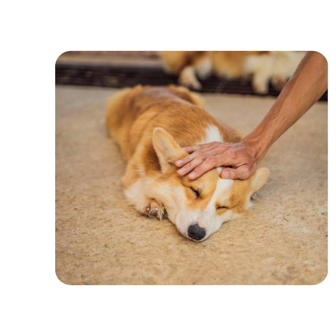 Japanisches Heilströmen bei einem Hund