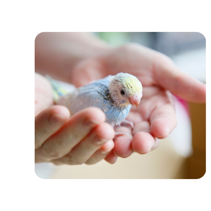 Japanisches Heilströmen bei einem Vogel