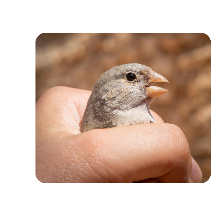 Tierkinesiologie bei einem kleinen Vogel
