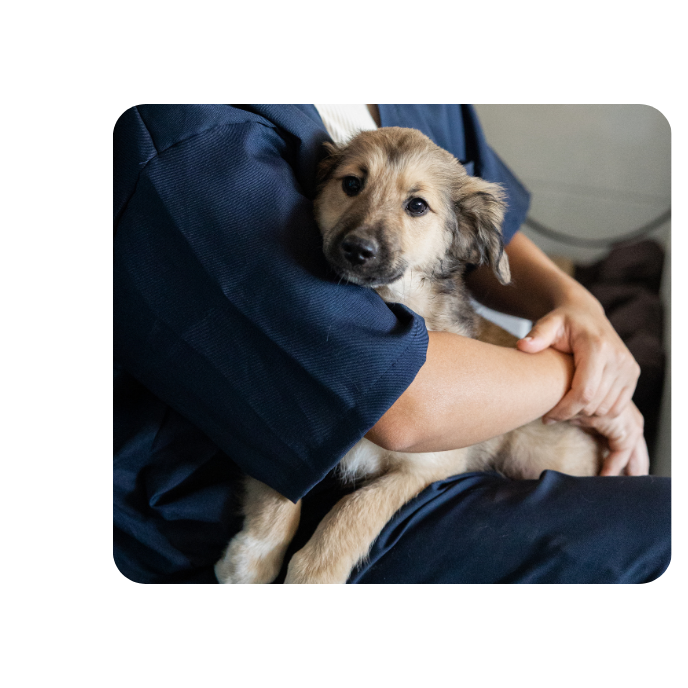 Tierkommunikation bei einem Hund