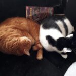 Rezension Monika_Bild von Kater Spike