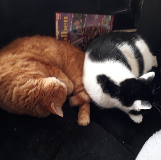 Rezension Monika_Bild von Kater Spike