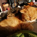 Rezension Monika_Kater Pumpkin und Eddie
