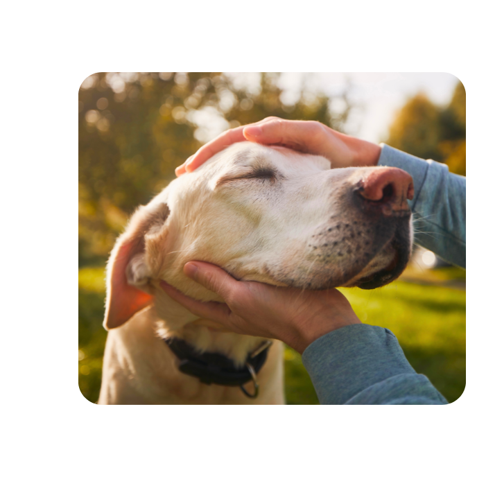 Tierkinesiologie beim Hund