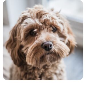 Tierkommunikation beim Hund