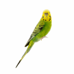Tierkinesiologie bei einem Wellensittich